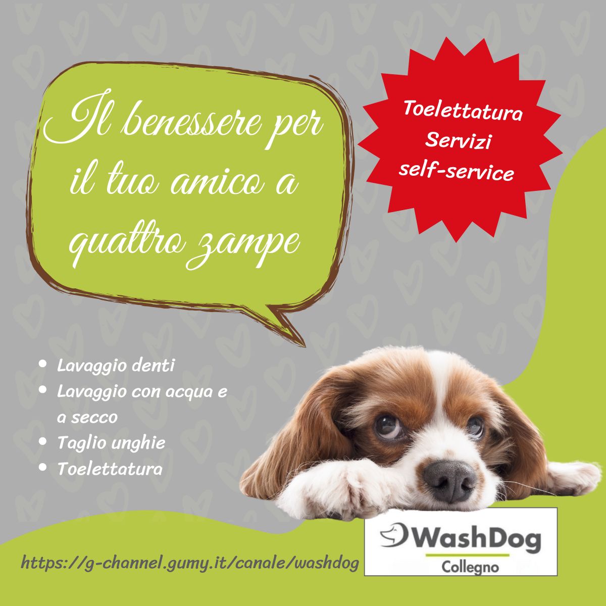 Toelettatura professionale a Collegno: scopri WashDog, il benessere per il tuo amico a quattro zampe